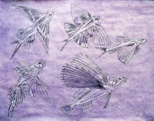 'Flying Fish' Steve Cockrill 1987